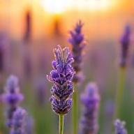 紫色が美しい有機ラベンダー